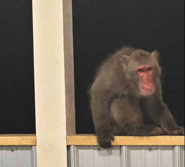 bradley the monkey