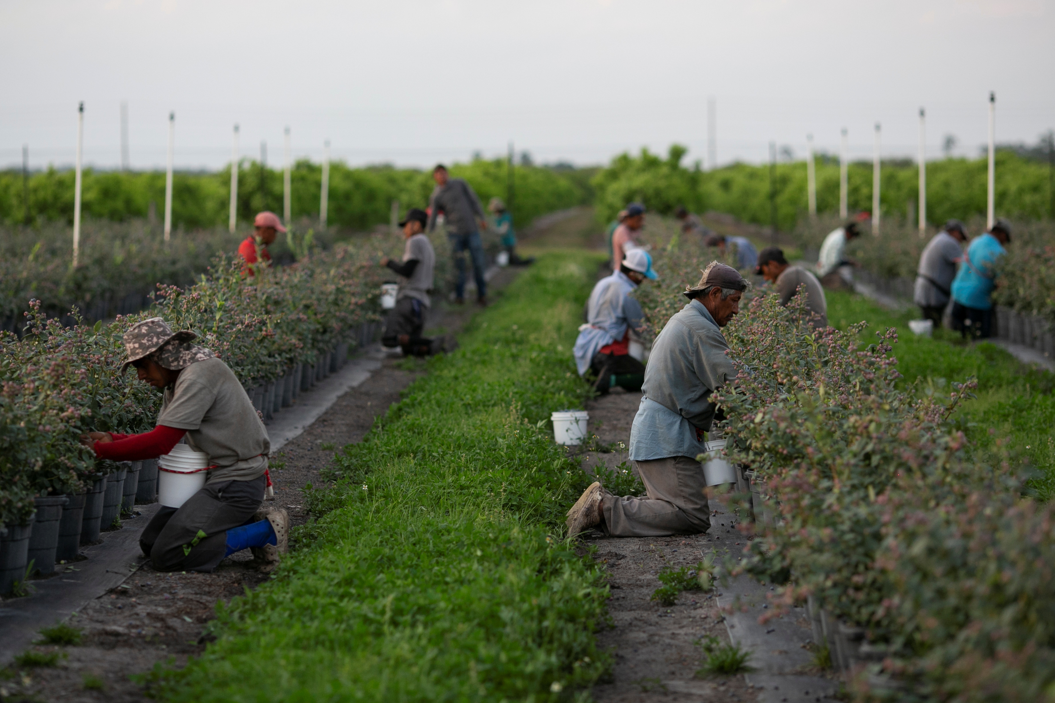 Trump says he is willing to let migrant laborers stay on US farms