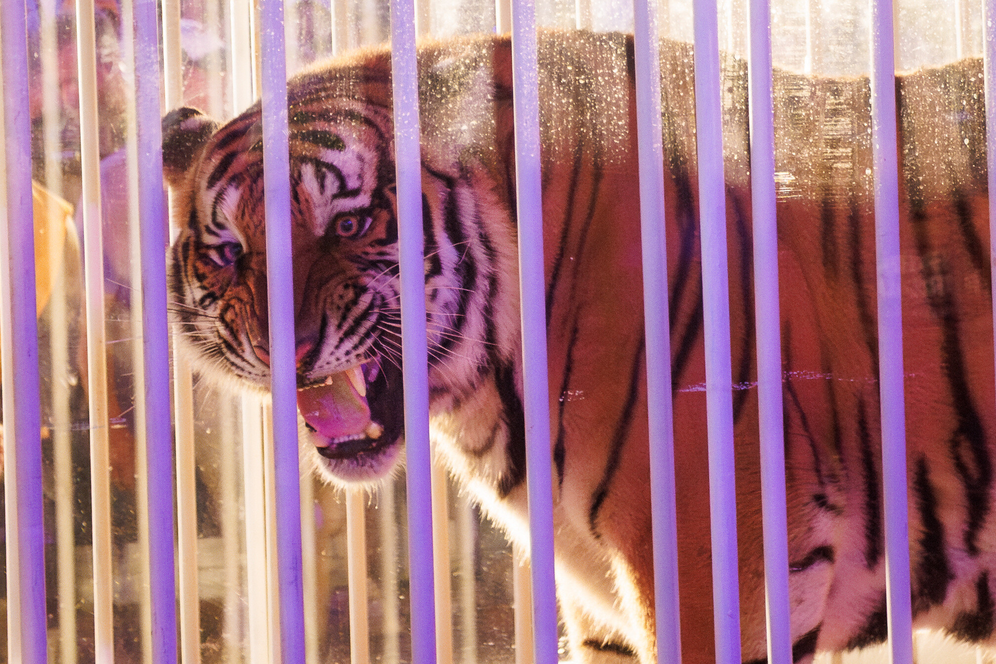 Caged tiger wheeled into LSU’s Tiger Stadium for the first time since 2015 at governor’s behest