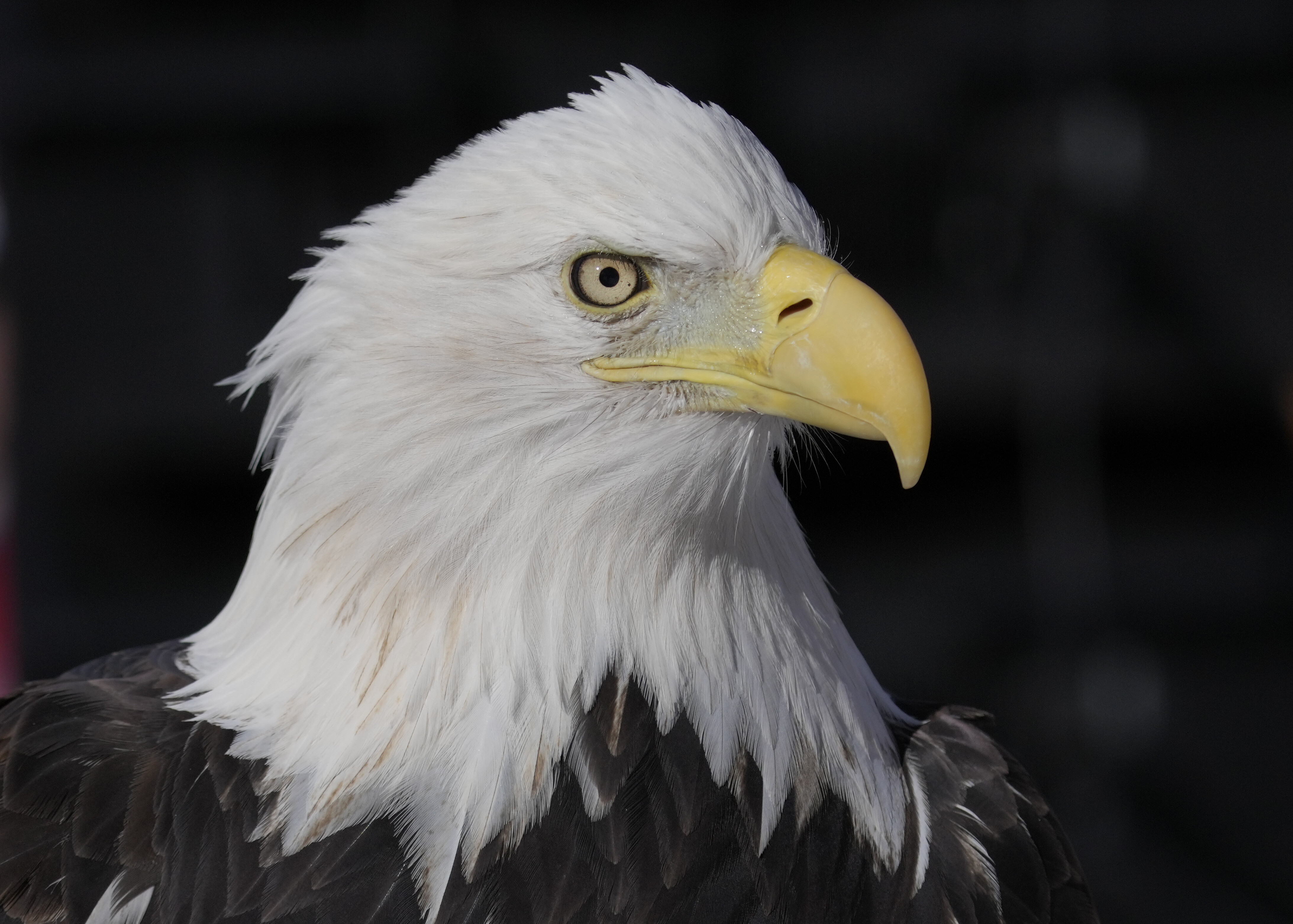 Biden signs bill officially making the bald eagle the national bird of the US